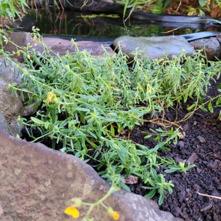 Plant image Helianthemum 'Ben Fhada'