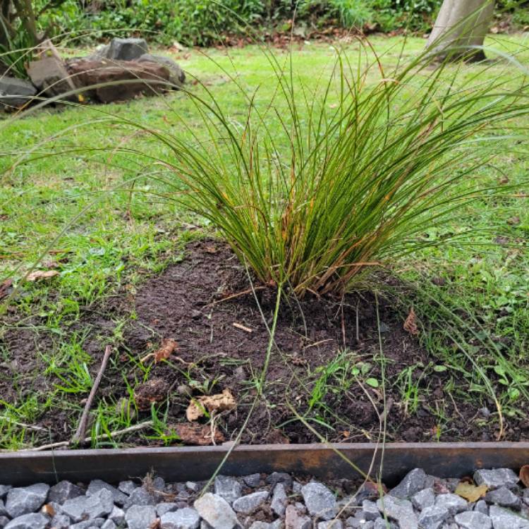 Plant image Carex Testacea