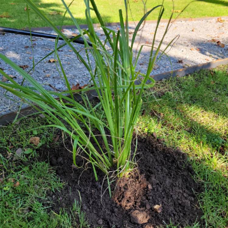 Plant image Pennisetum alopecuroides 'Dark Desire'