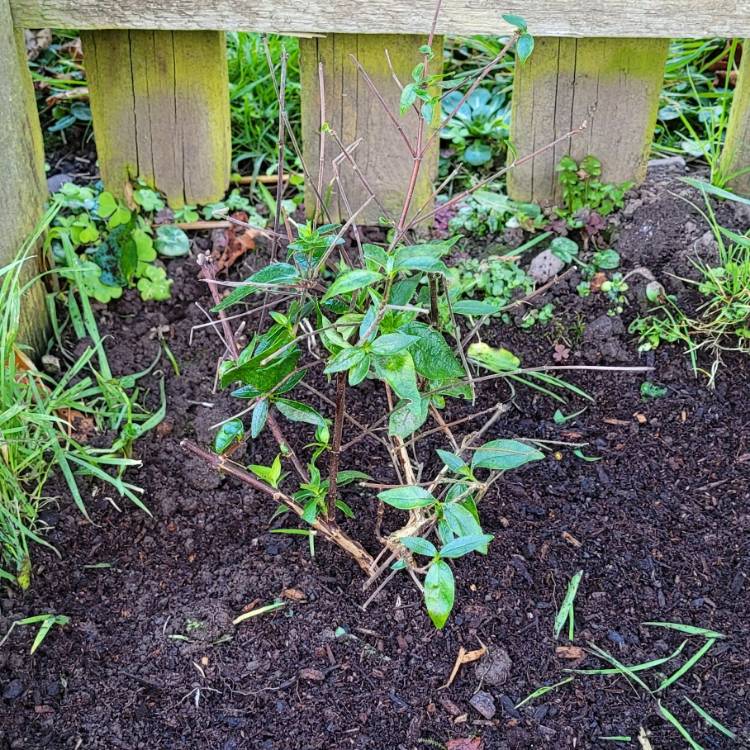 Plant image Linnaea 'Edward Goucher' syn. Abelia 'Edward Goucher'