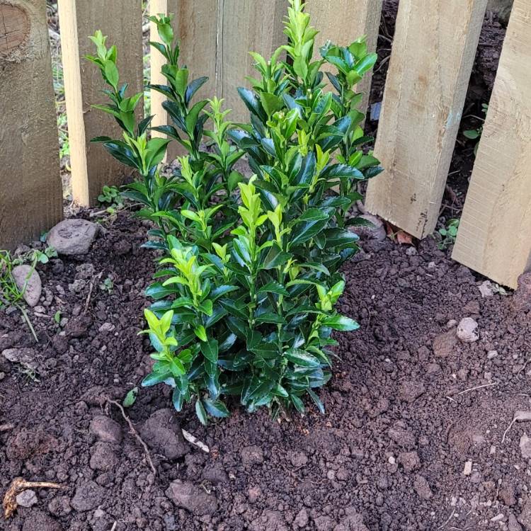 Plant image Euonymus japonicus 'Green Spire'