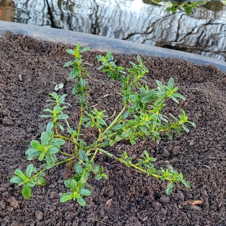 Plant image Ceanothus 'Blue Mound'