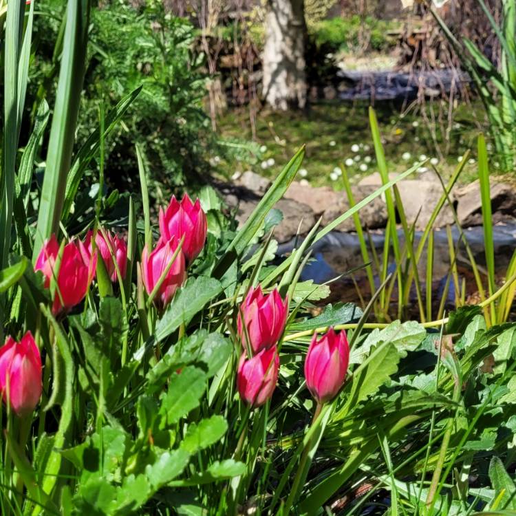 Plant image Tulipa humilis 'Persian Pearl'