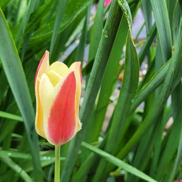 Plant image Tulipa clusiana 'Tinka'