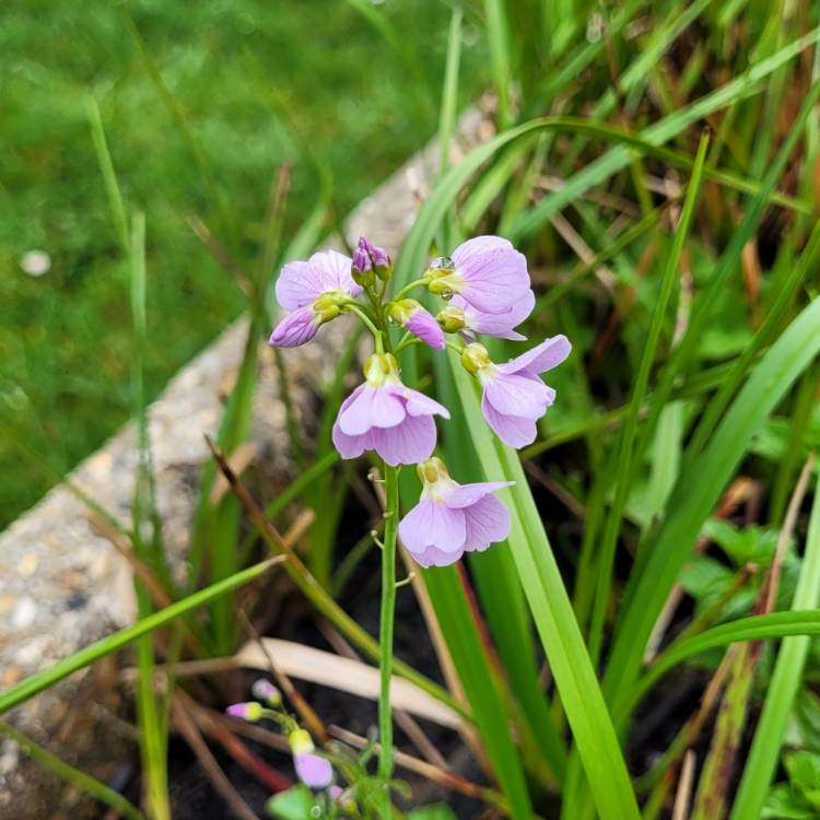 Plant image Cardamine pratensis