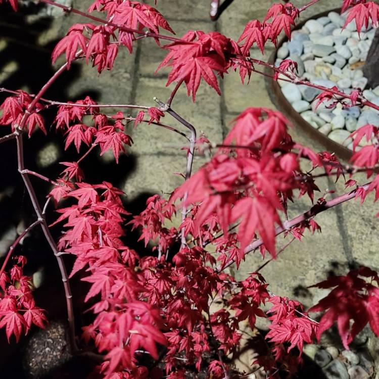 Plant image Acer palmatum 'Shin-deshojo'