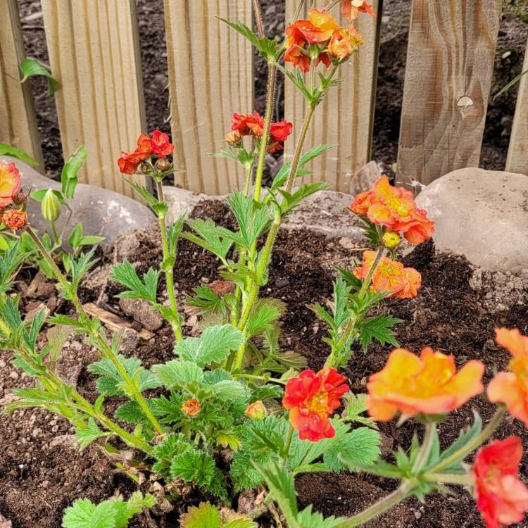 Plant image Geum 'Scarlet Tempest'