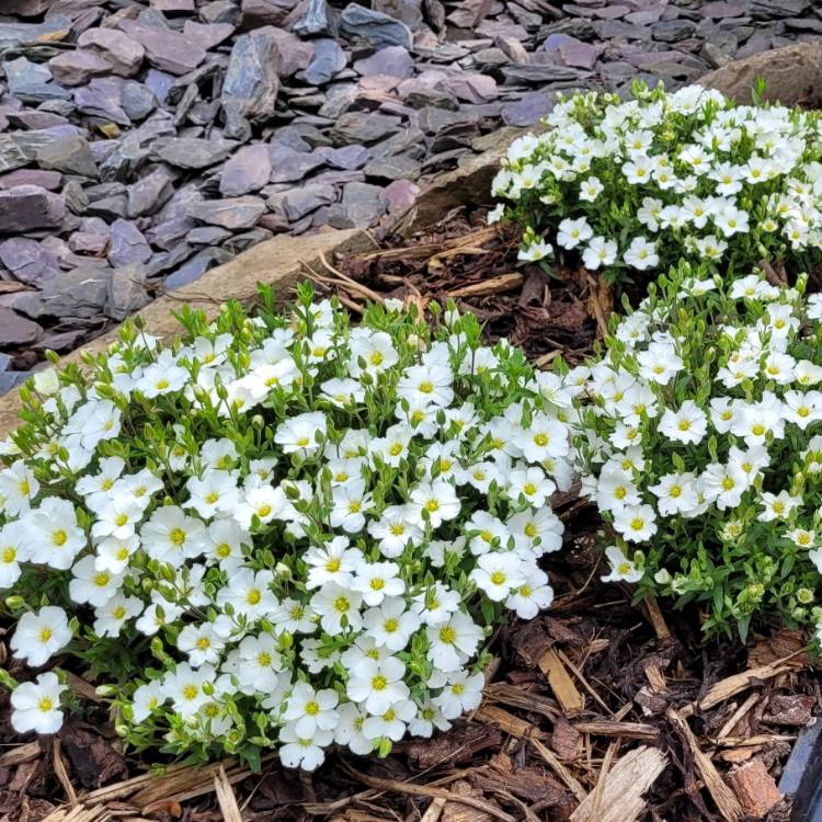 Plant image Arenaria Montana 'Blizzard Compact'