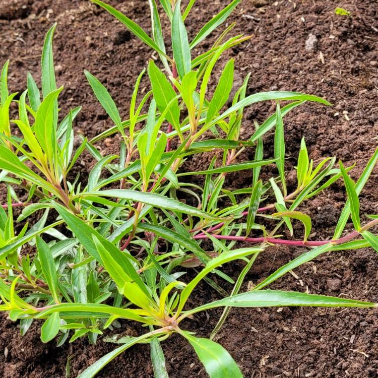 Plant image Penstemon 'Heavenly Blue'