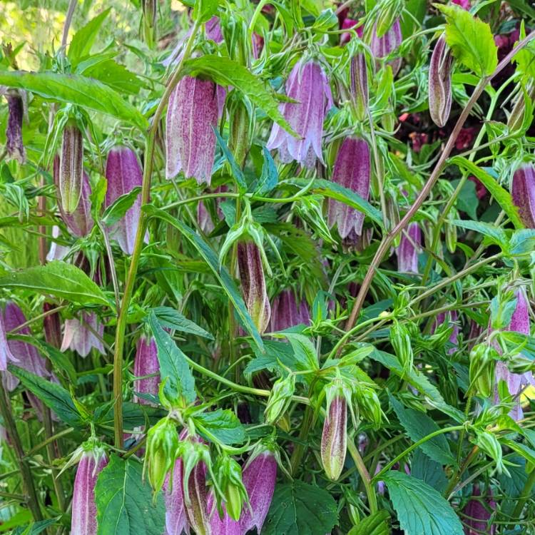 Plant image Campanula takesimana 'Elizabeth'