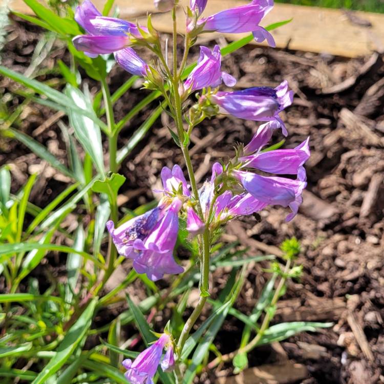 Plant image Penstemon 'Heavenly Blue'