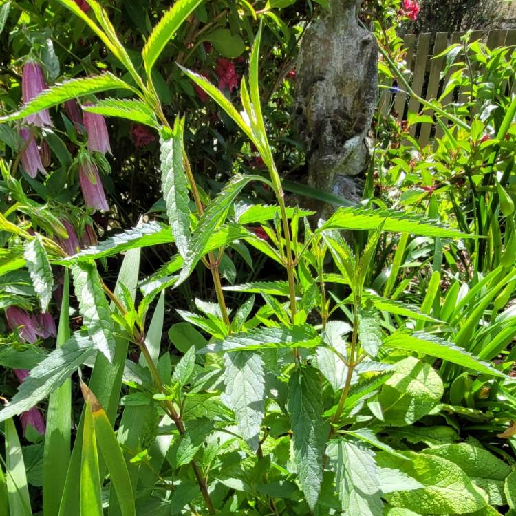 Plant image Salvia uliginosa