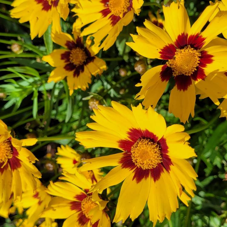 Plant image Coreopsis 'Sunkiss'