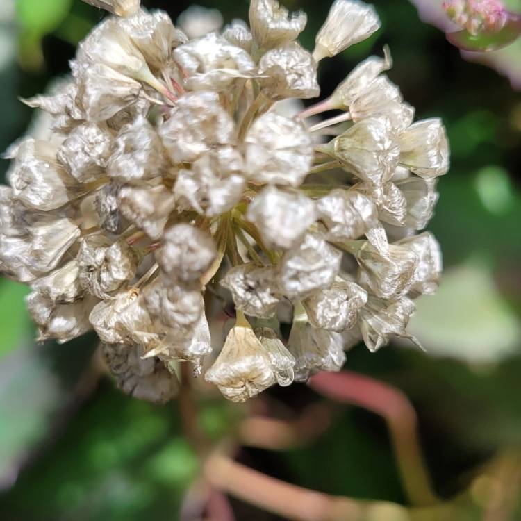 Plant image Allium amplectens 'Graceful Beauty'