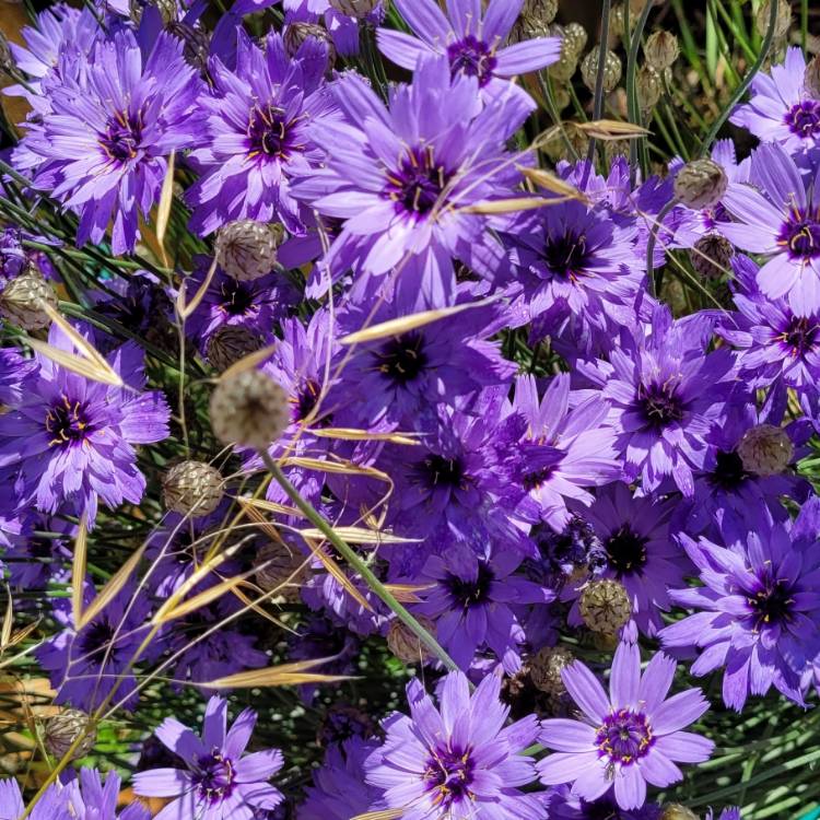 Plant image Catananche Caerulea