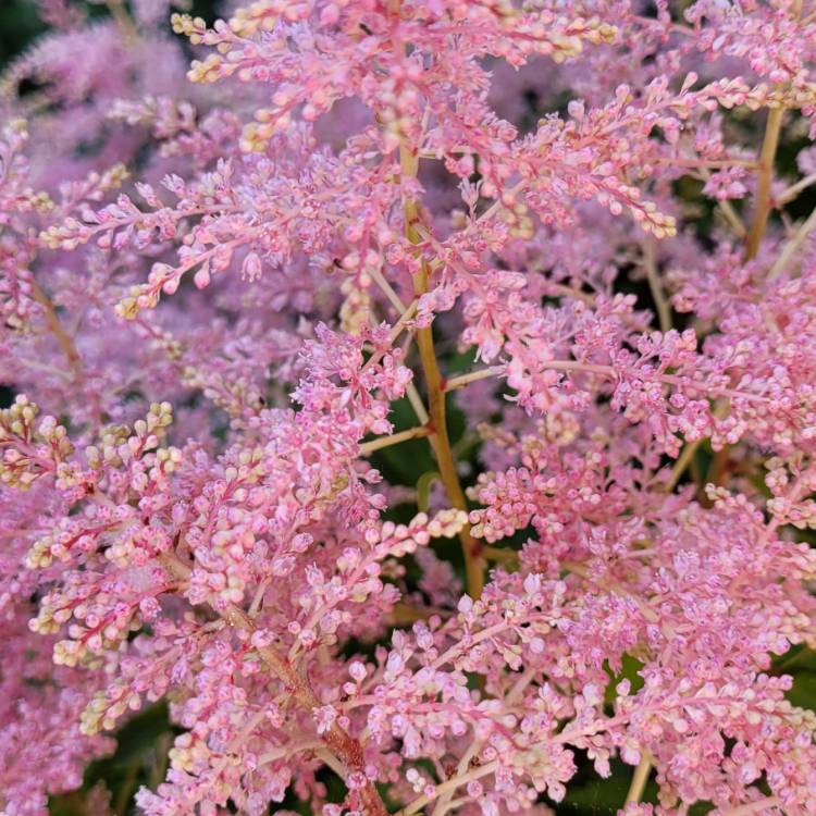 Plant image Astilbe 'Younique White'