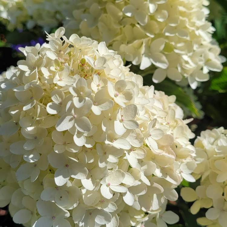 Plant image Hydrangea paniculata