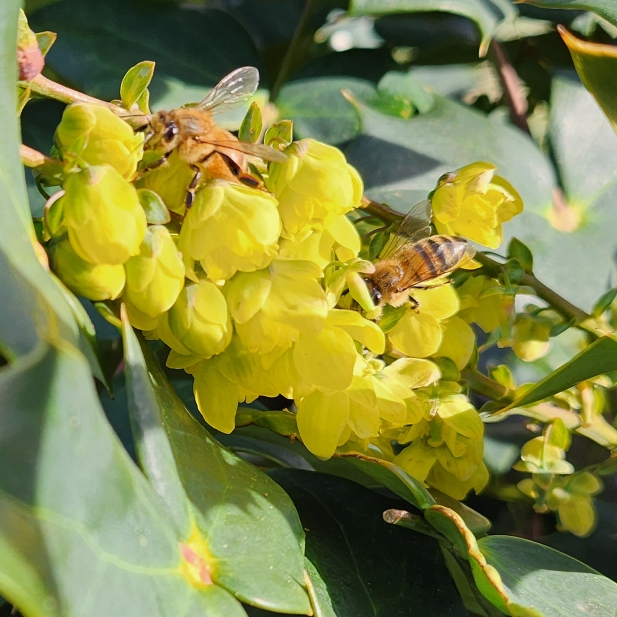 Plant image Mahonia japonica 'Bealei'