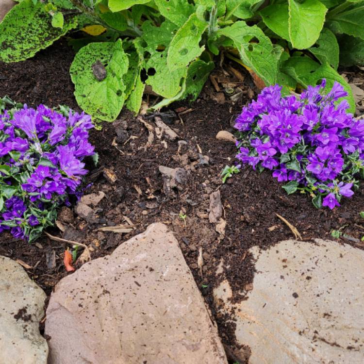 Plant image Campanula portendchlagiana 'Clockwise Deep Blue'