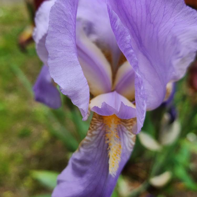 Plant image Iris x germanica 'Jane Phillips'