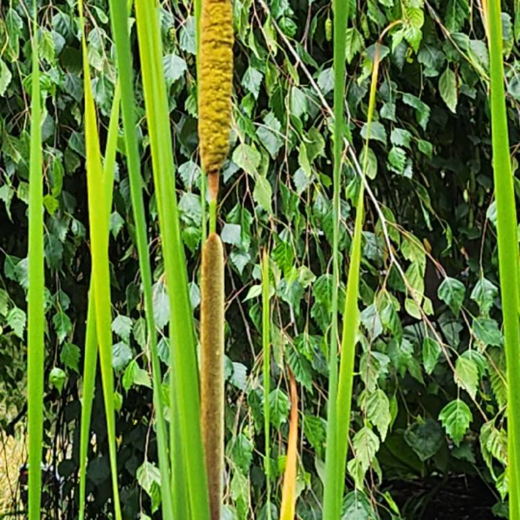 Plant image Typha