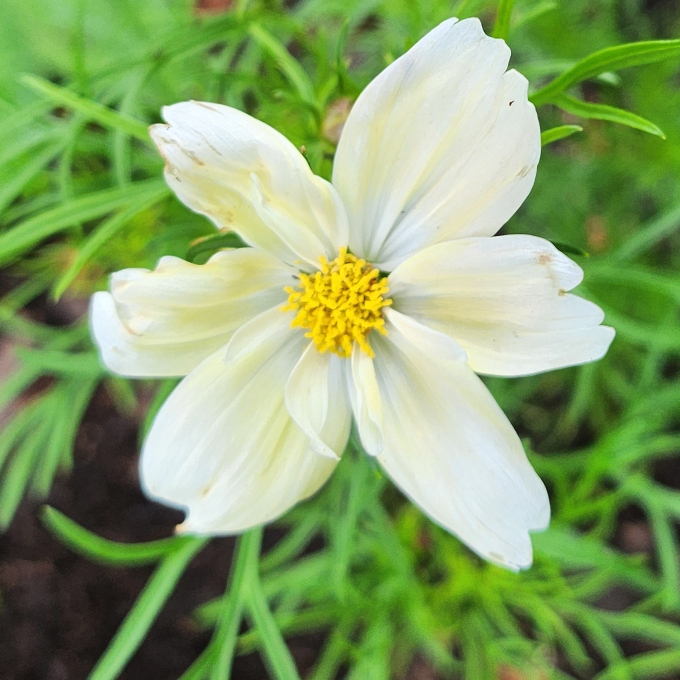 Plant image Cosmos 'Xanthos Lemon Sherbet'