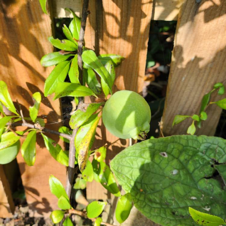 Plant image Chaenomeles speciosa 'Nivalis'