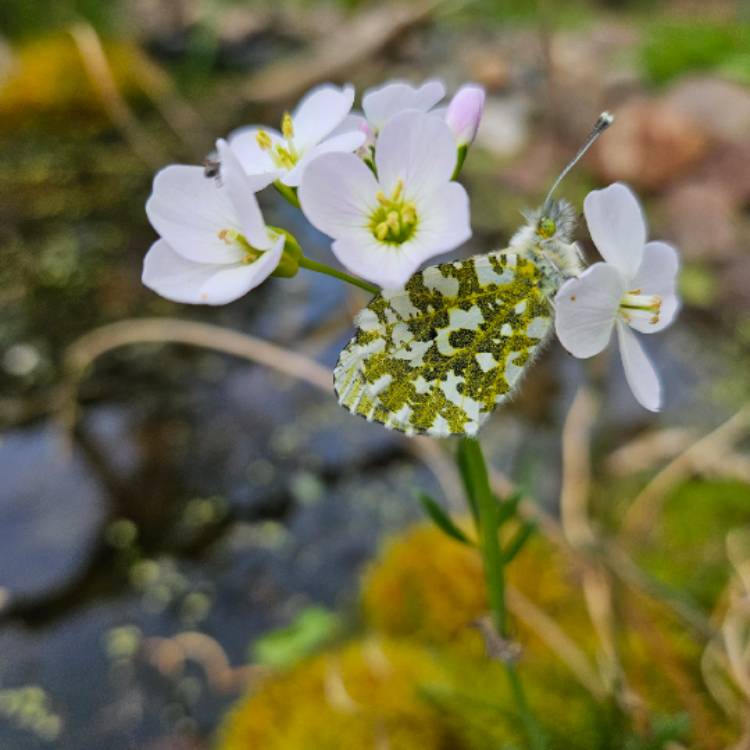 Plant image Cardamine pratensis