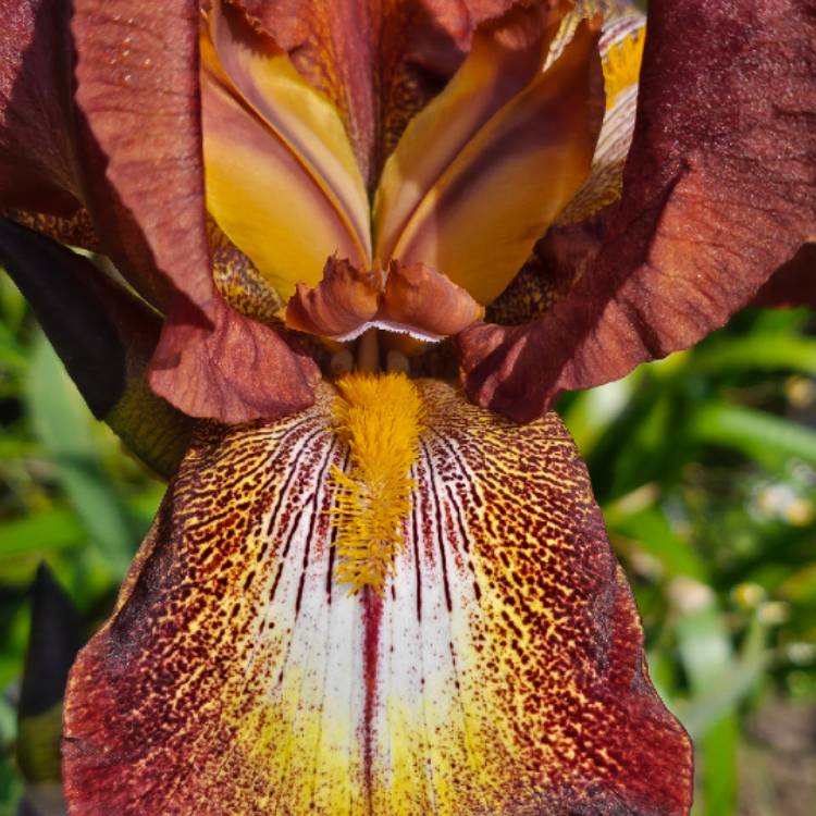 Plant image Iris x germanica 'Kent Pride'