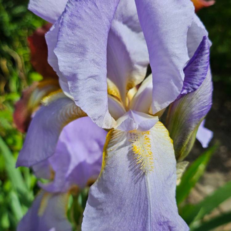 Plant image Iris x germanica 'Jane Phillips'