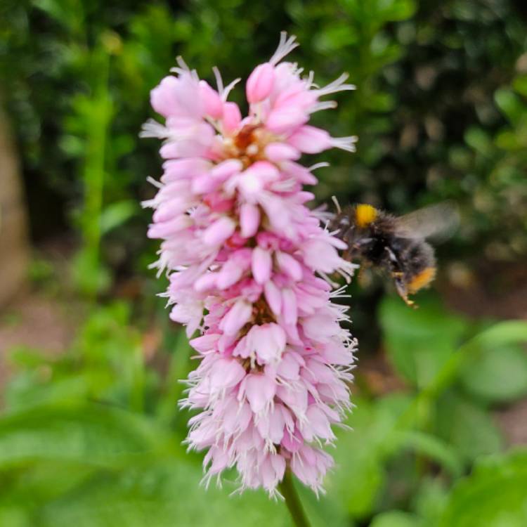 Plant image Persicaria bistorta