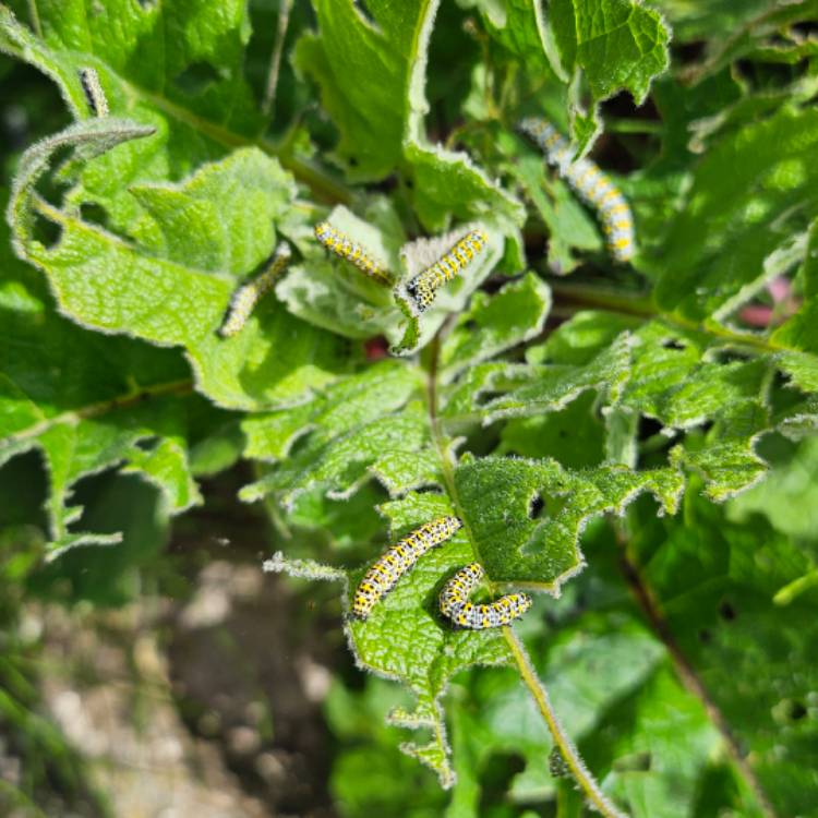 Plant image Verbascum chaixii 'Album'