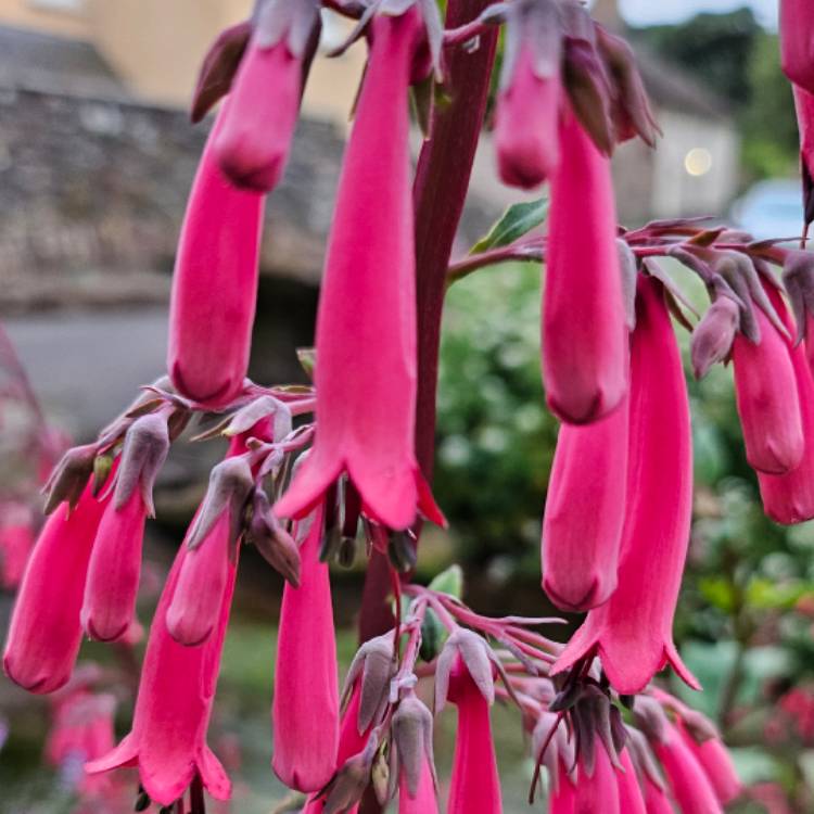 Plant image Phygelius capensis 'Magenta'