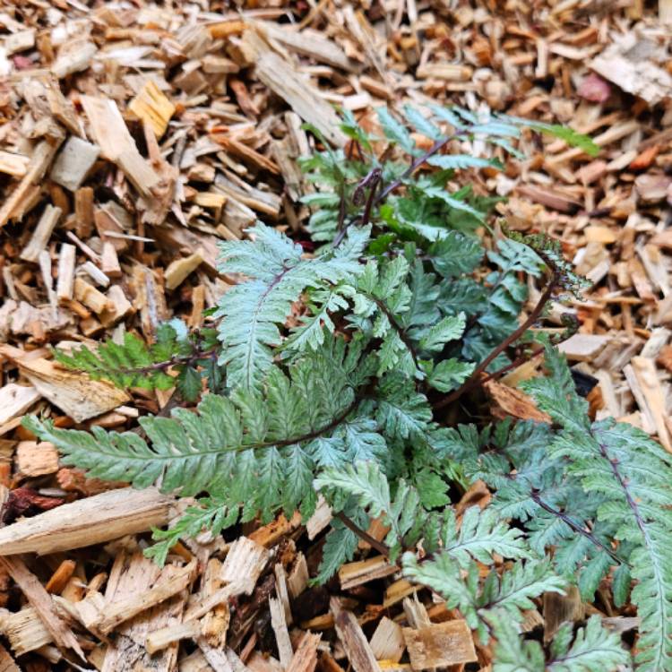 Plant image Athyrium Niponicum