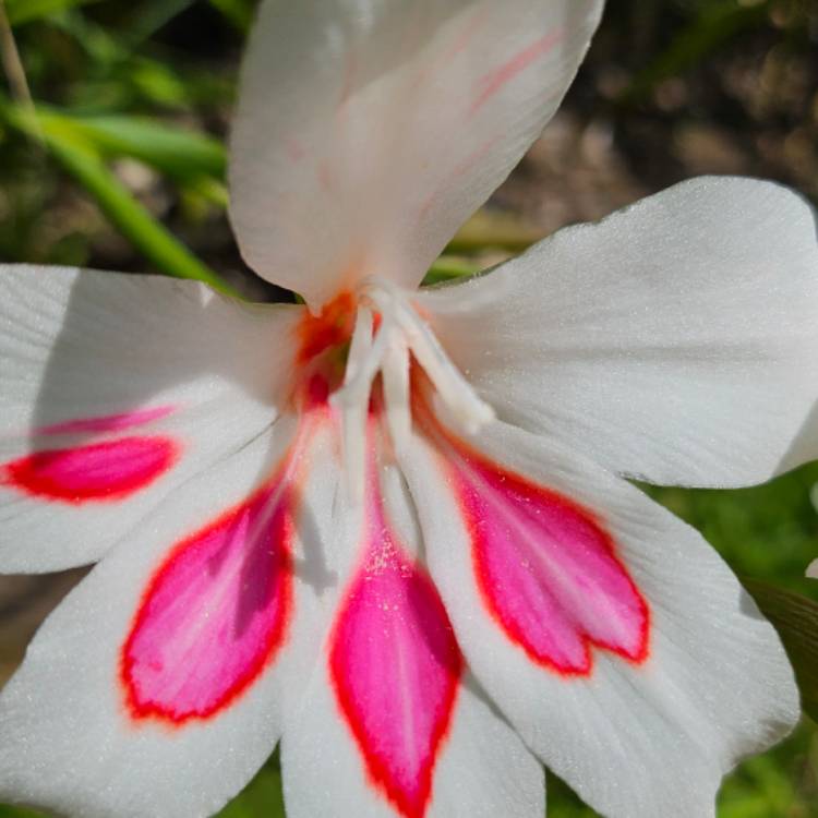 Plant image Gladiolus 'Nymph'