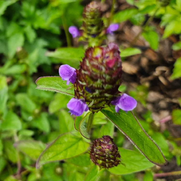 Plant image Prunella vulgaris