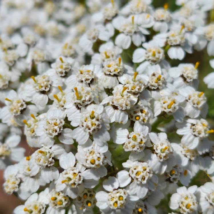 Plant image Achillea 'King Alfred'