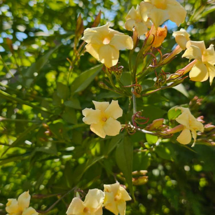 Plant image Jasminum officinale 'Clotted Cream' Syn. 'Devon Cream'