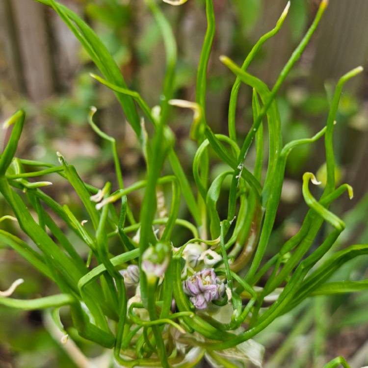 Plant image Allium vineale 'Hair'