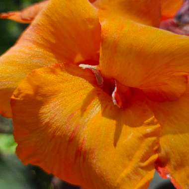 Canna 'Wyoming'