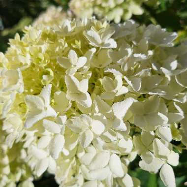 Hydrangea paniculata