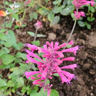 Giant Hyssop