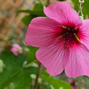 African Mallow 'El Royo'