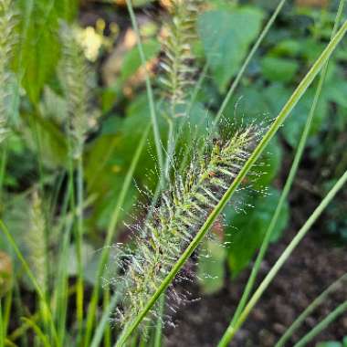 Pennisetum 'Hameln'