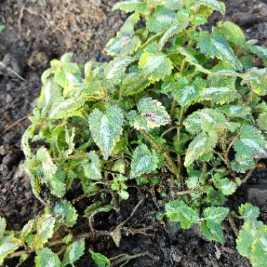 Spotted Dead Nettle