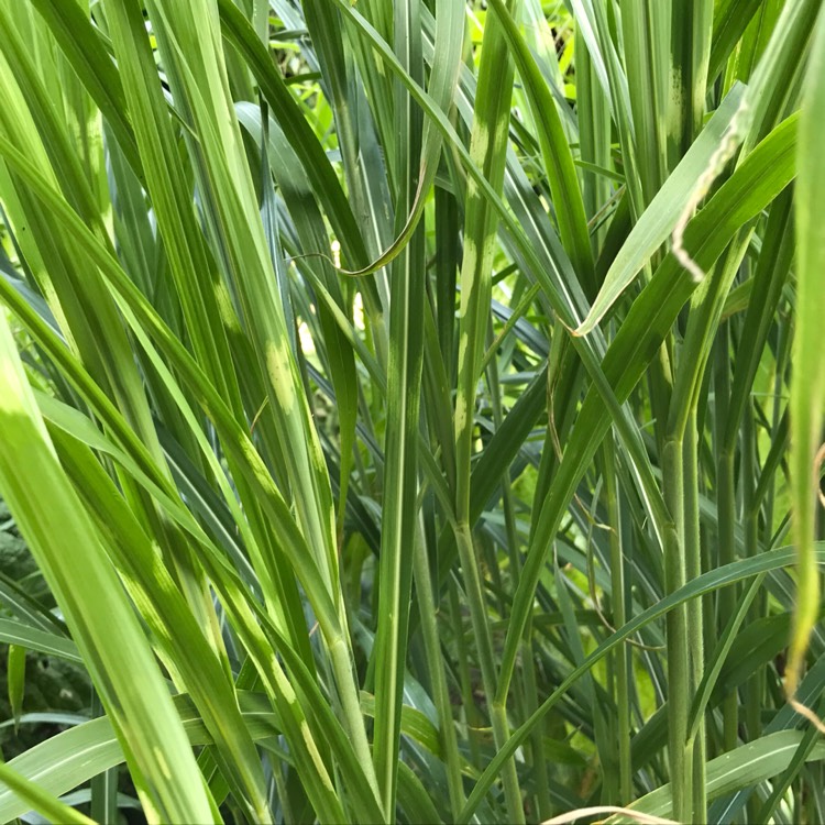 Plant image Miscanthus sinensis 'Strictus'