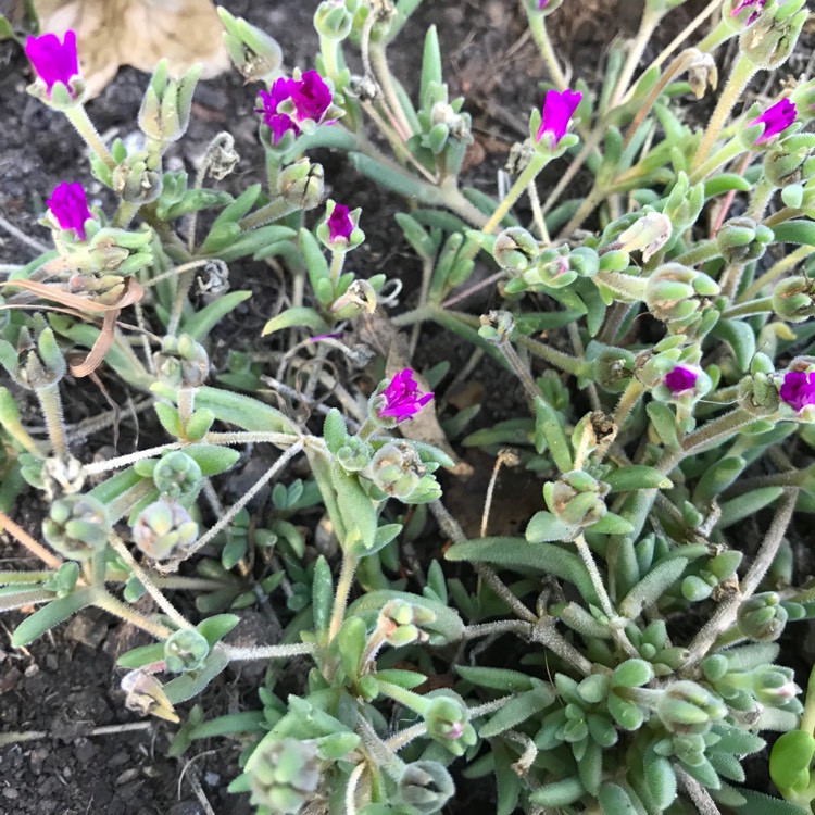 Plant image Delosperma