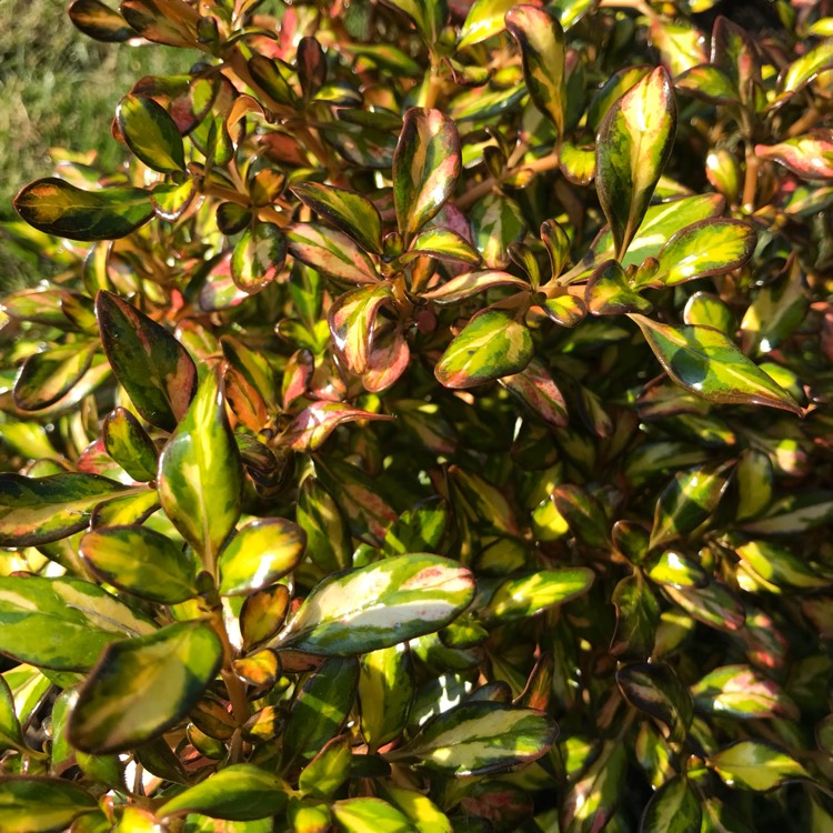 Plant image Coprosma