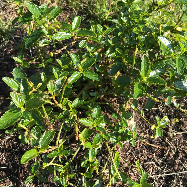 Plant image Ceanothus thyrsiflorus var. repens syn. Ceanothus repens