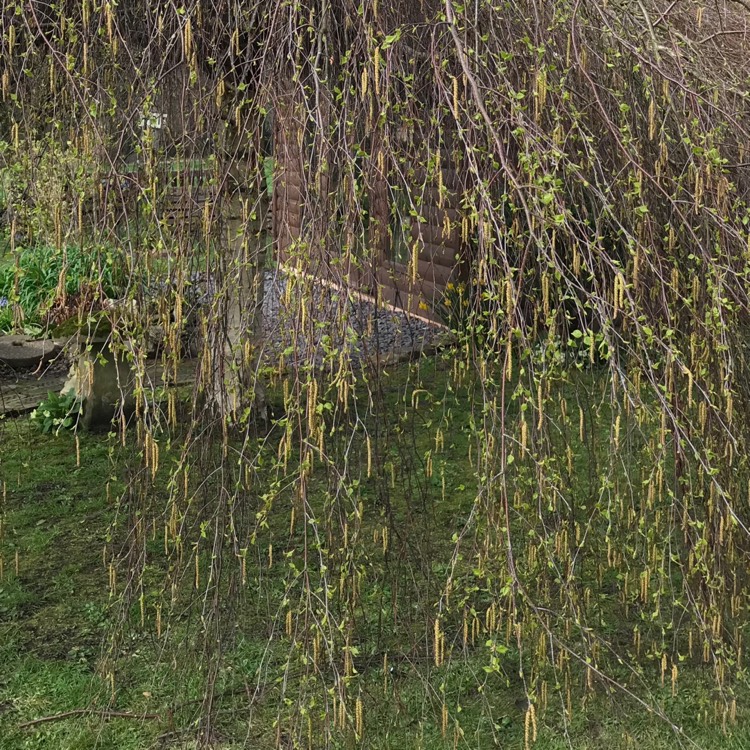 Plant image Betula pendulum 'Youngii'